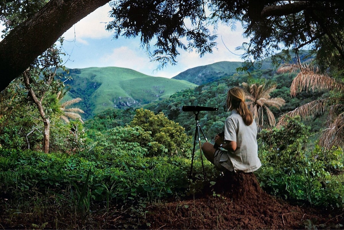 Jane Goodall looks out over the jungle