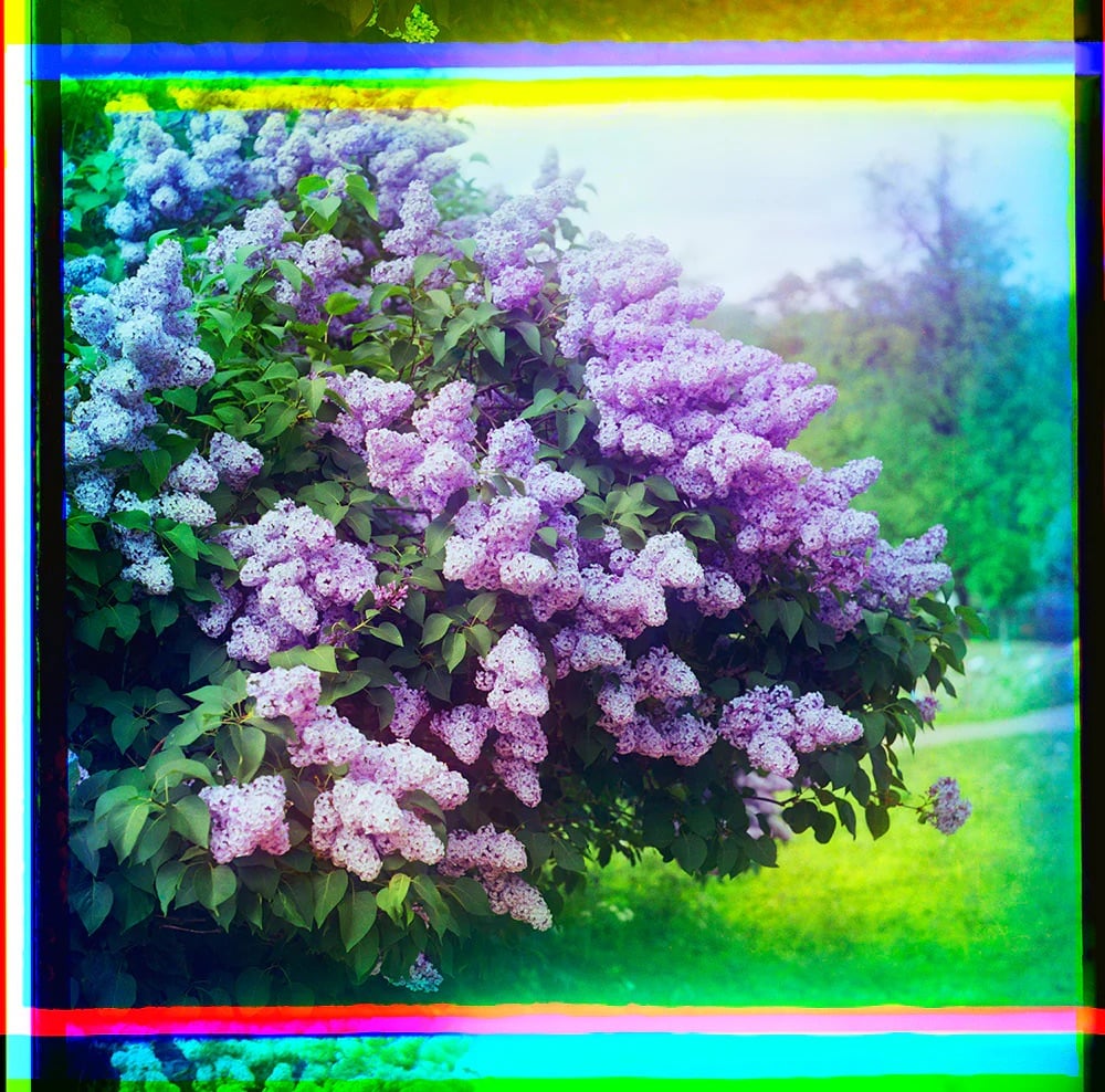 vivid color photo of a bush with pink flowers