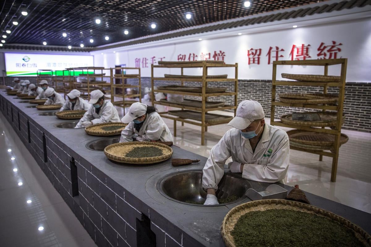 Tea Plantation - 3.jpg