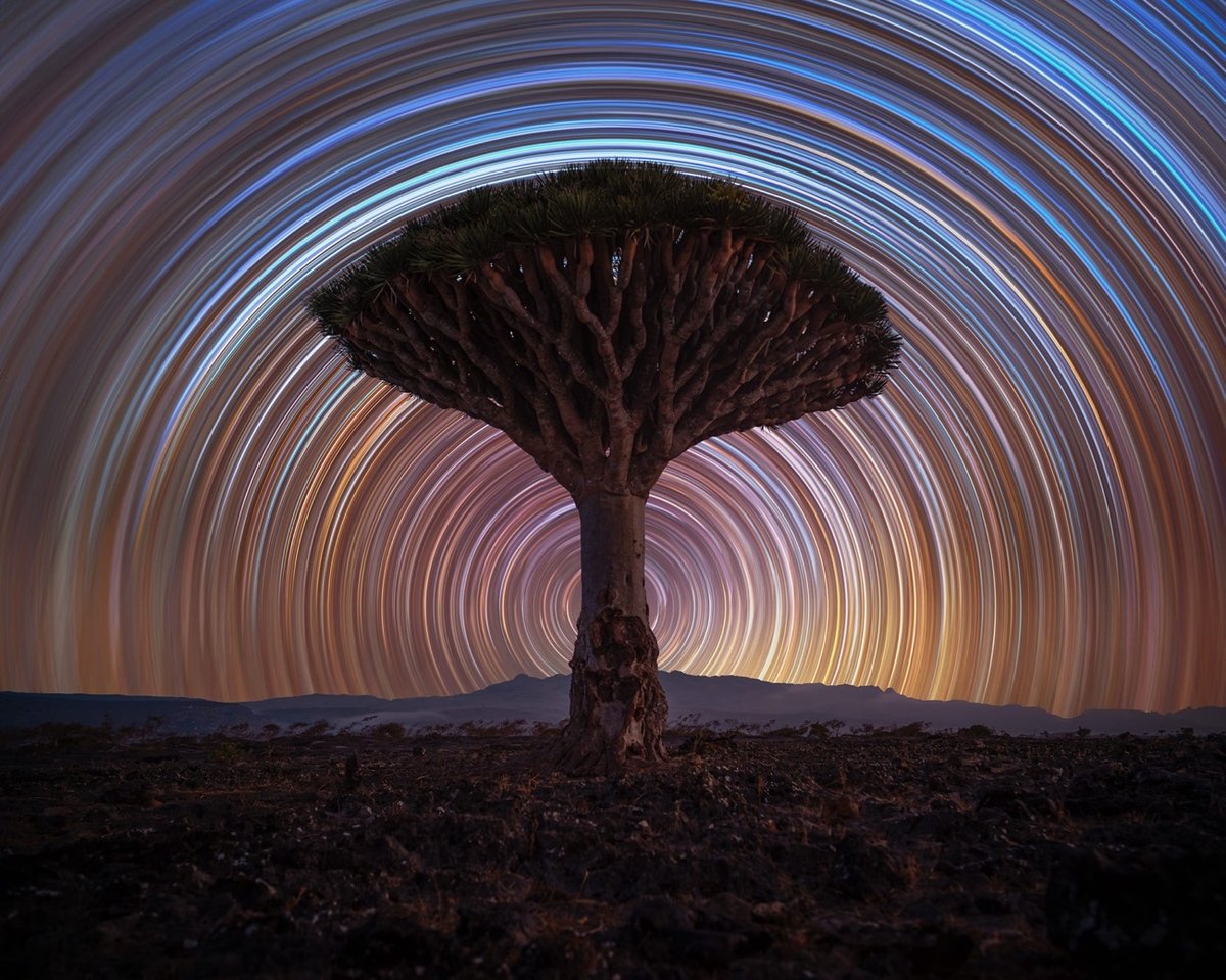 A solitary dragon tree stands tall in the heart of Socotra’s Dragon Blood Tree forest.