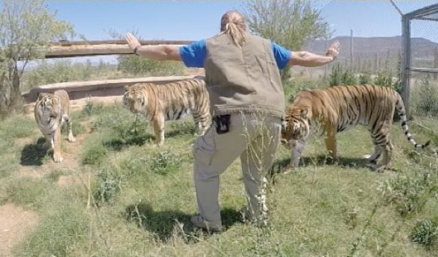 Jurassic Zoo
