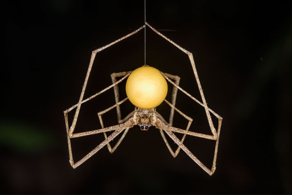 a spider generating its egg sac with its own web