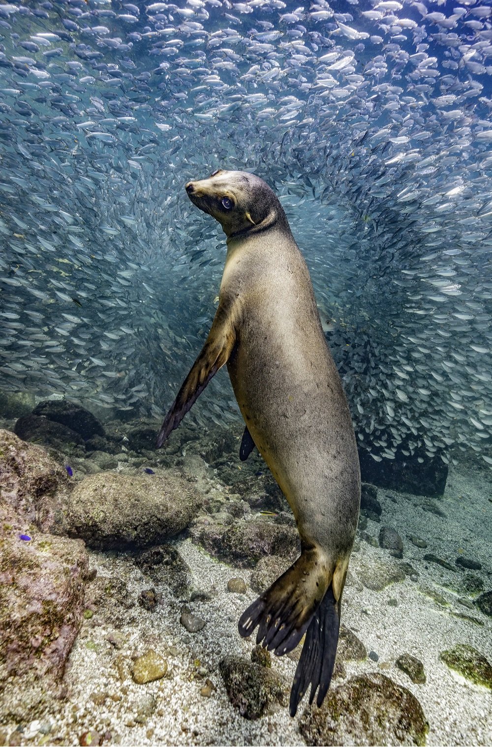 a sea lion glances back at the camera before chasing after a huge school of fish