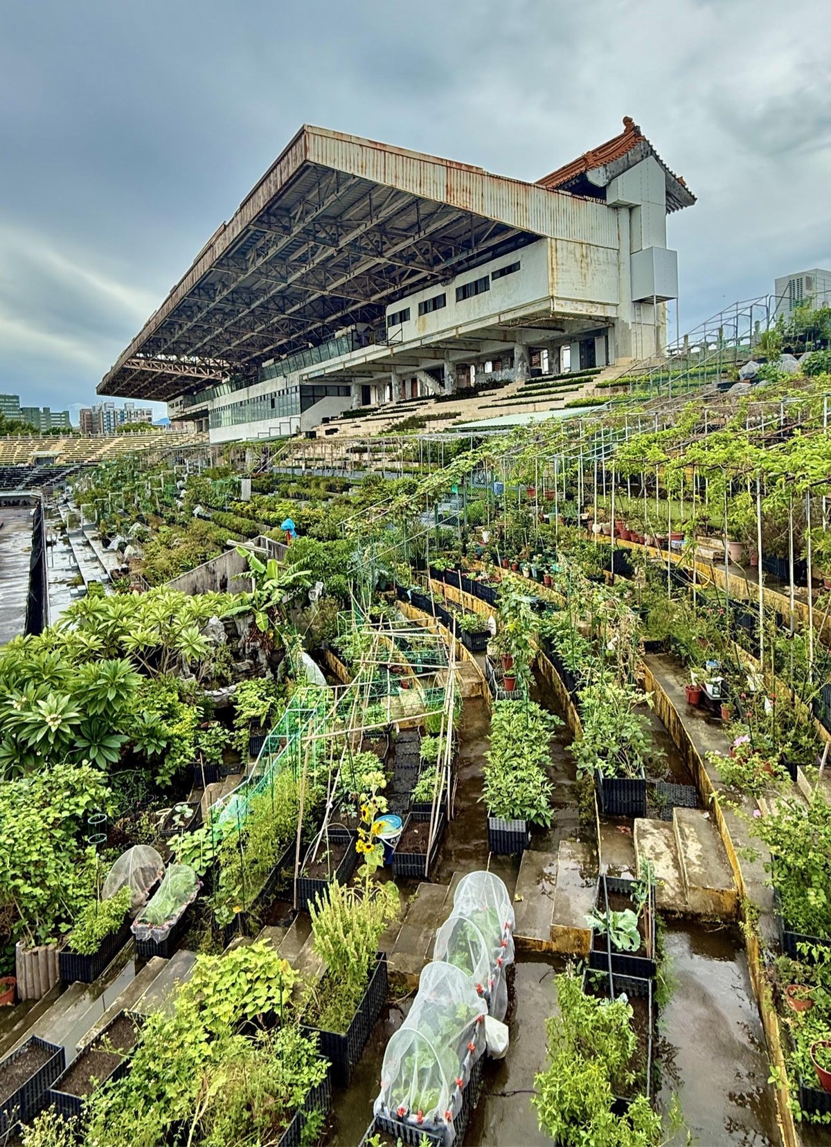 a community garden in the stands of an old football stadium