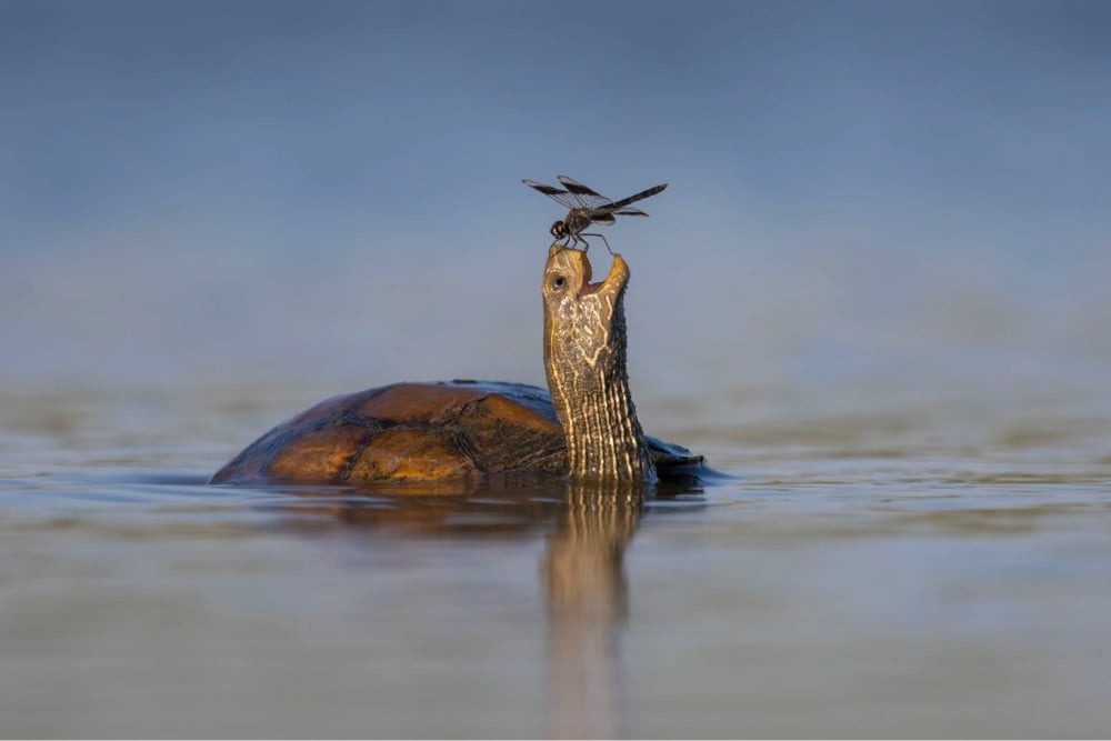 a dragonfly perches on a turtle's open mouth