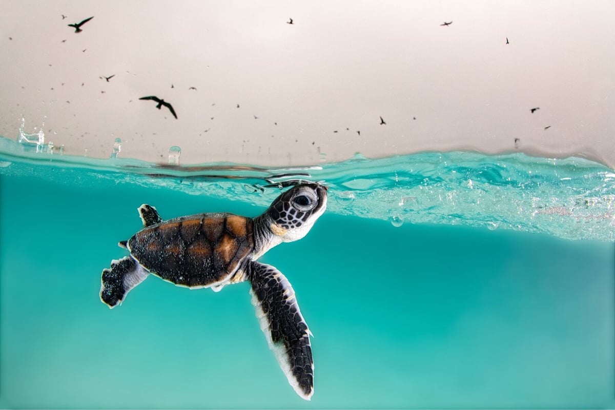 a tiny sea turtle swimming