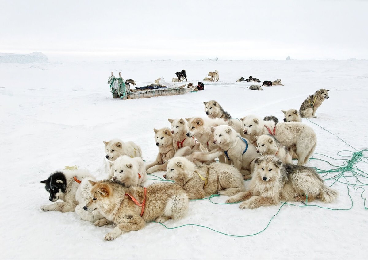 a pack of sled dogs lounge on the snow