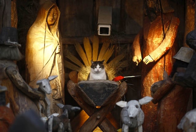 nativity-cat.jpg