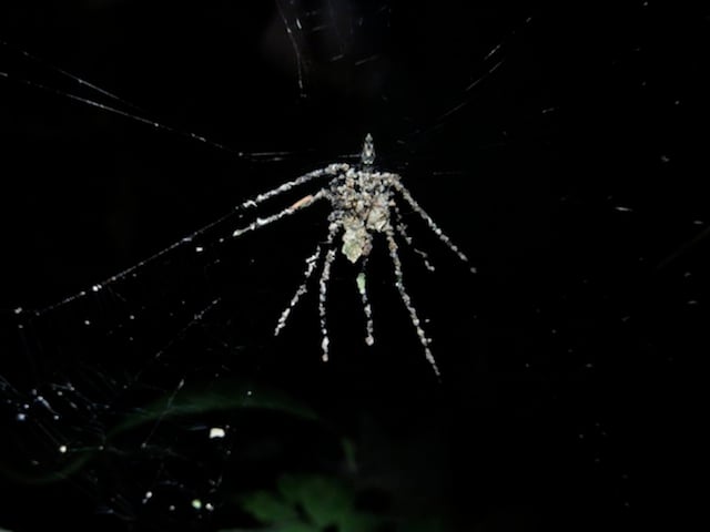 super-spider.jpg