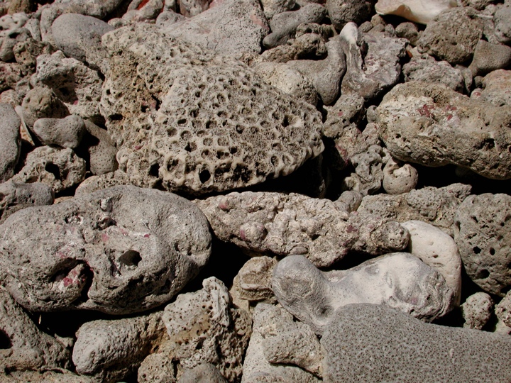 Coral