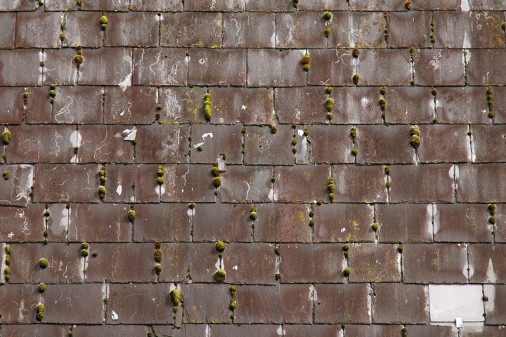Moss on a slate roof
