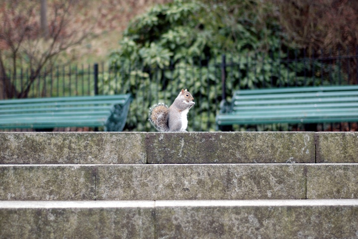 Squirrel!