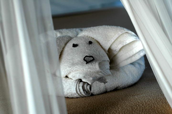 Towel dog