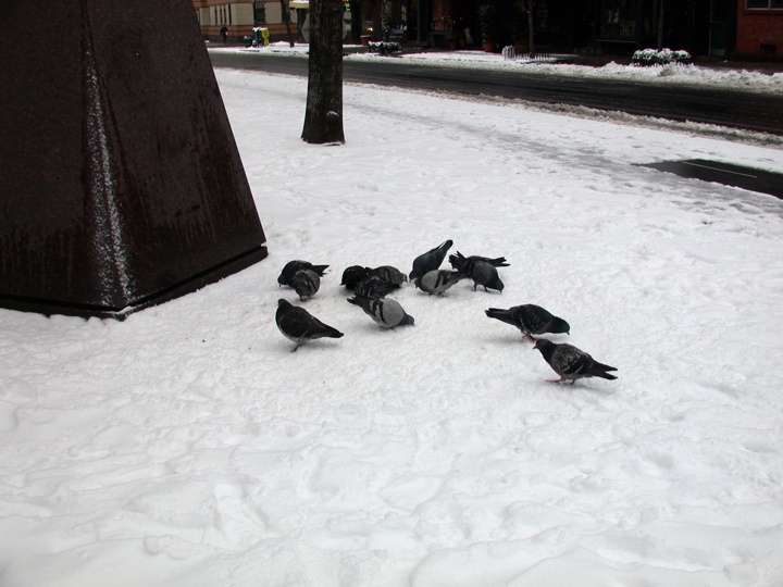 Yum, snow!