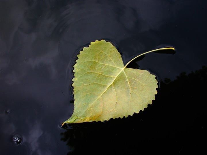 A leaf in the canal