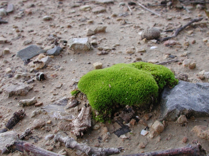 Little green nub