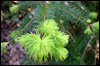 new growth on a pine tree