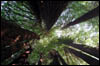 big fricking trees