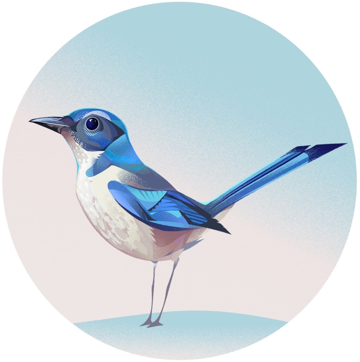 illustration of a blue scrub jay