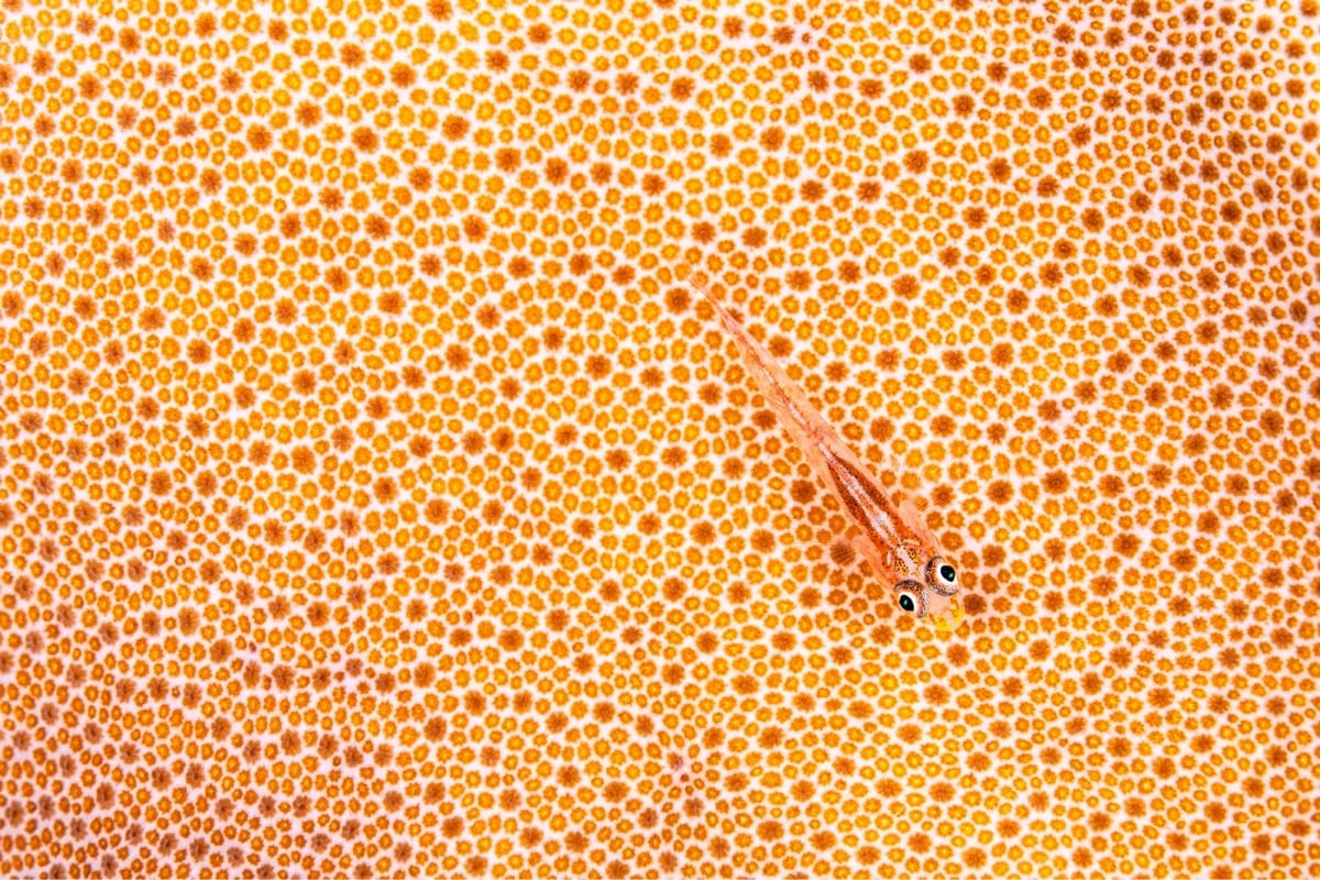 a fish camouflaged by bright coral