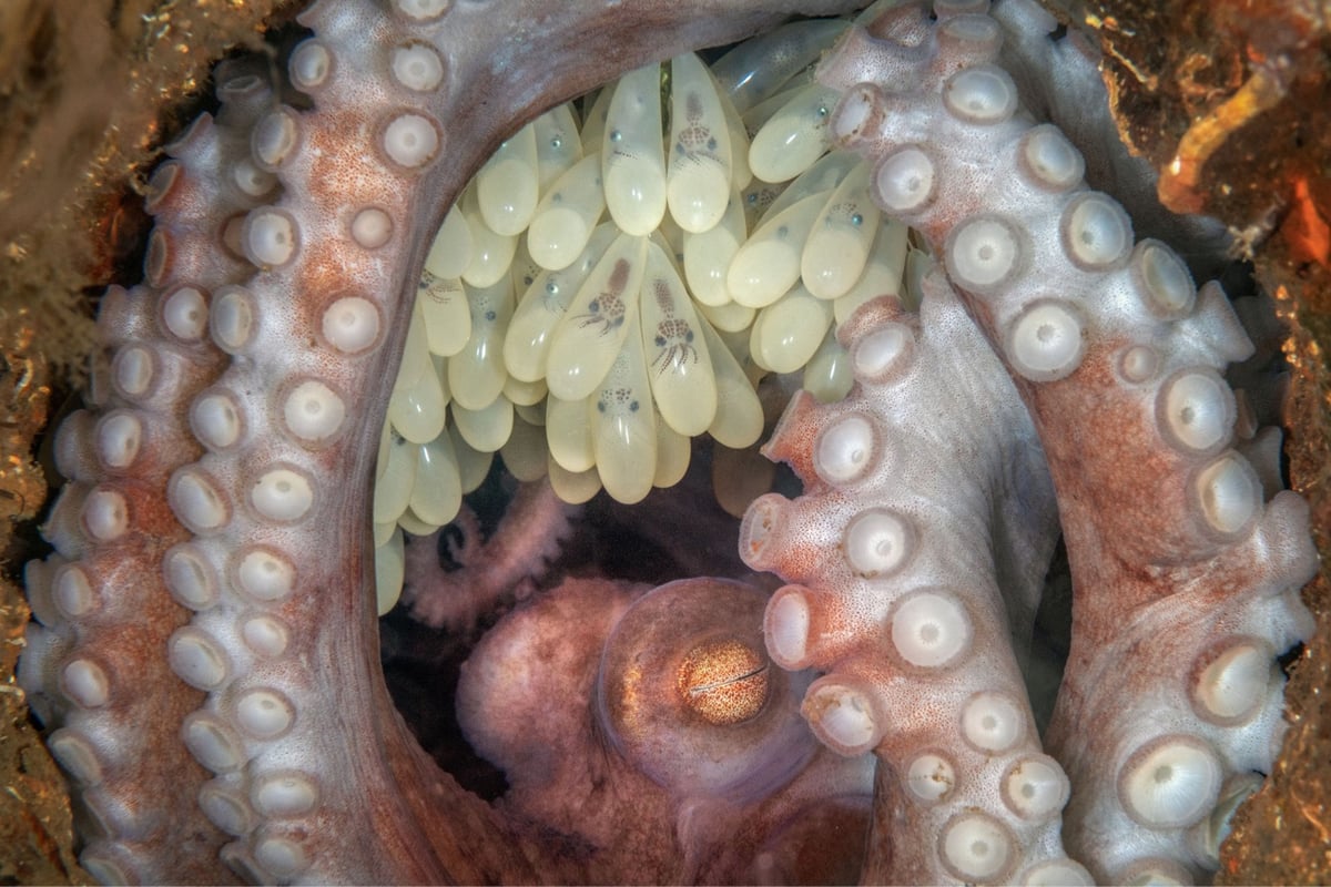 an octopus with several of her eggs