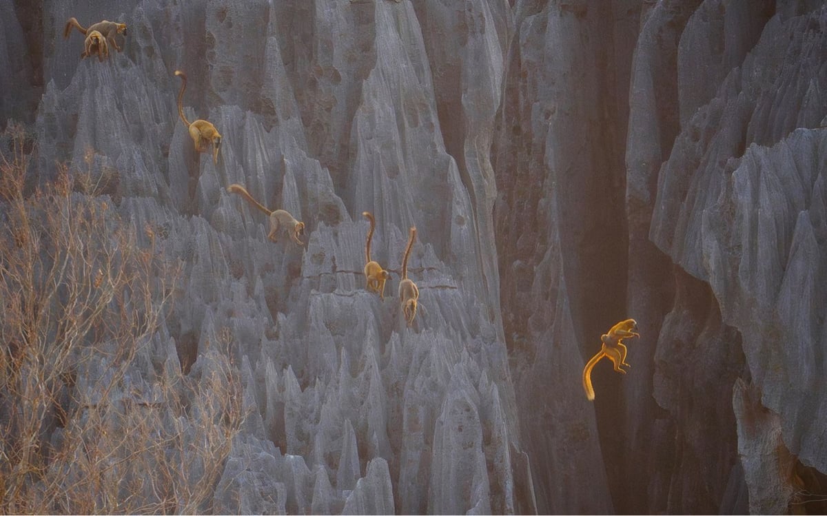 a lemur leaps from one rock to another
