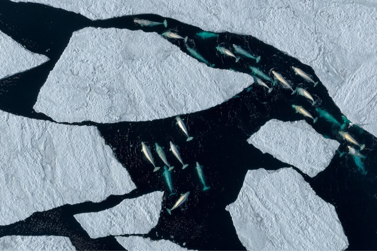 a pod of beluga whales swims amongst sheets of ice