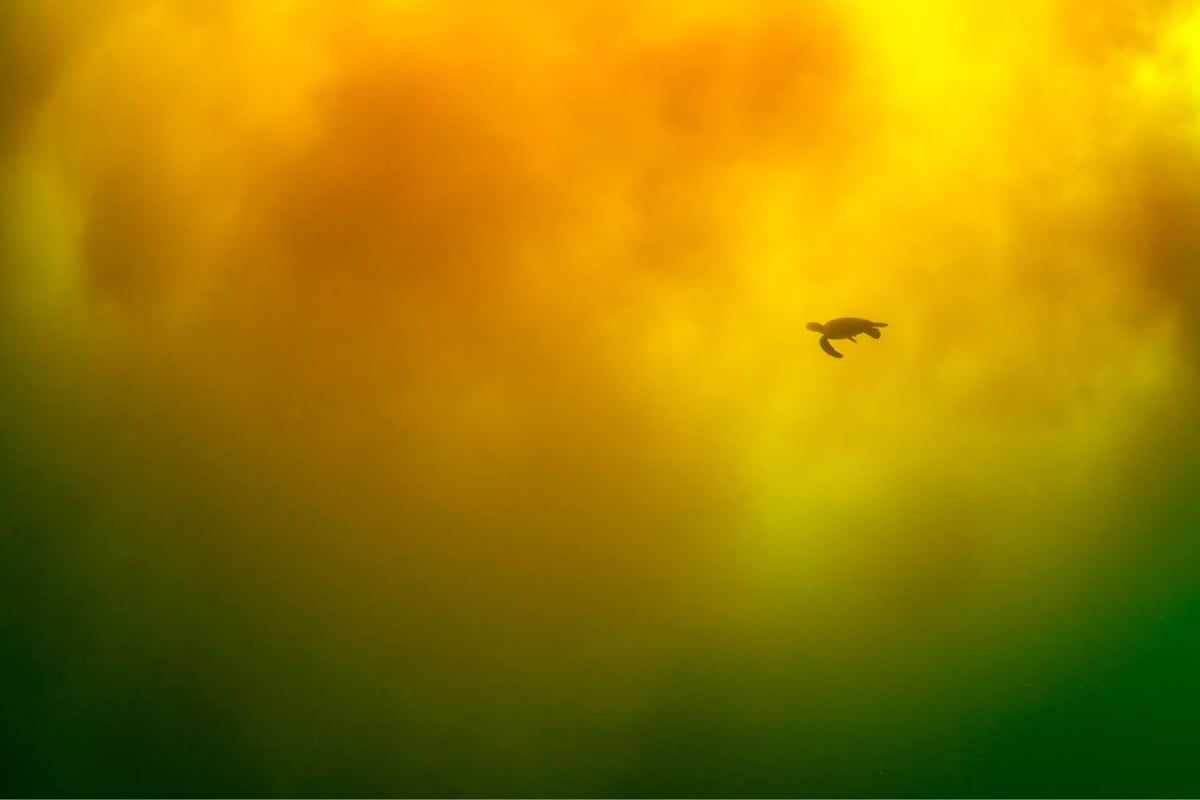 a lone turtle swims in a colorful sea