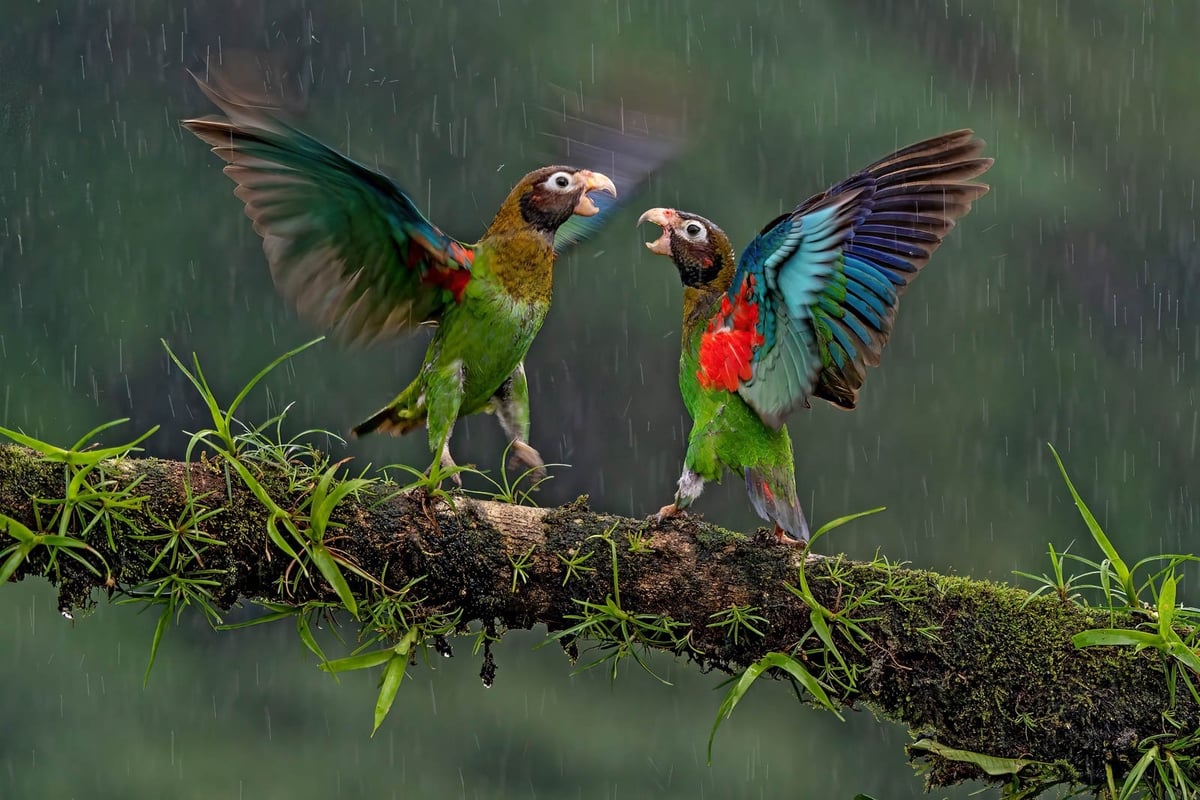 a pair of parrots fighting on a tree branch