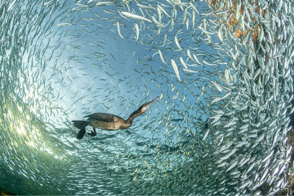a huge school of small silvery fish swirl around a diving bird
