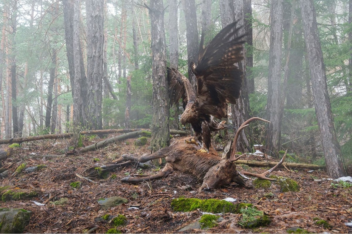 a golden eagle feeding on the carcass of a deer