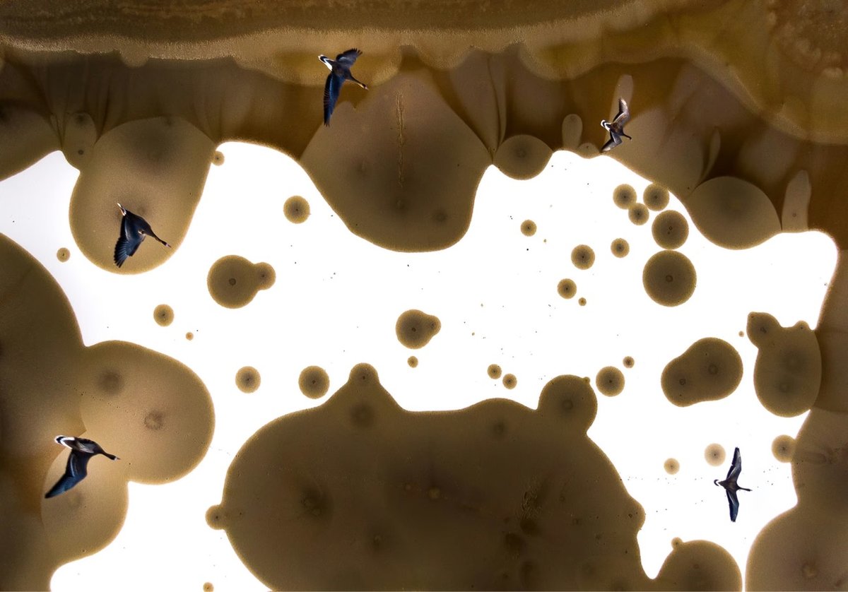 drone photo of a flock of geese flying over a stark brown and white abstract landscape