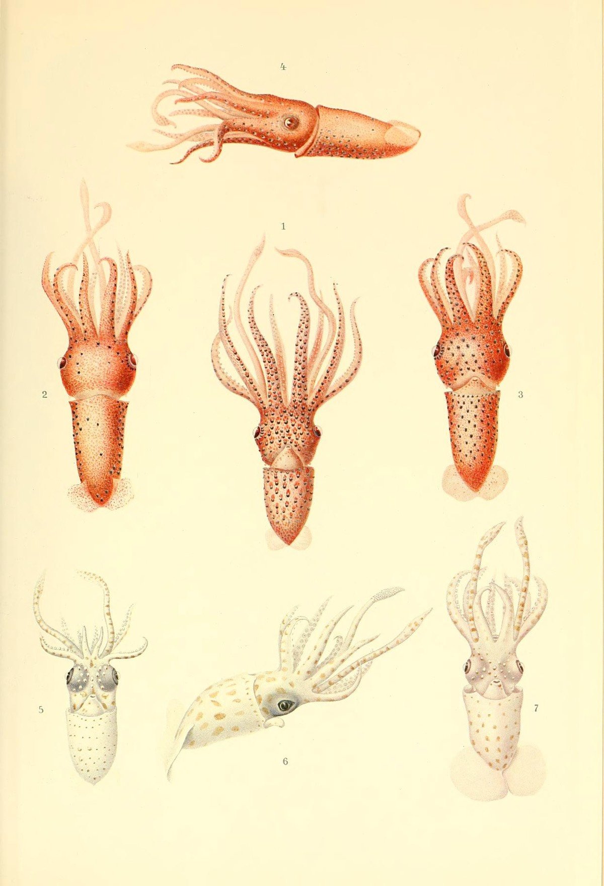 Cephalopoda