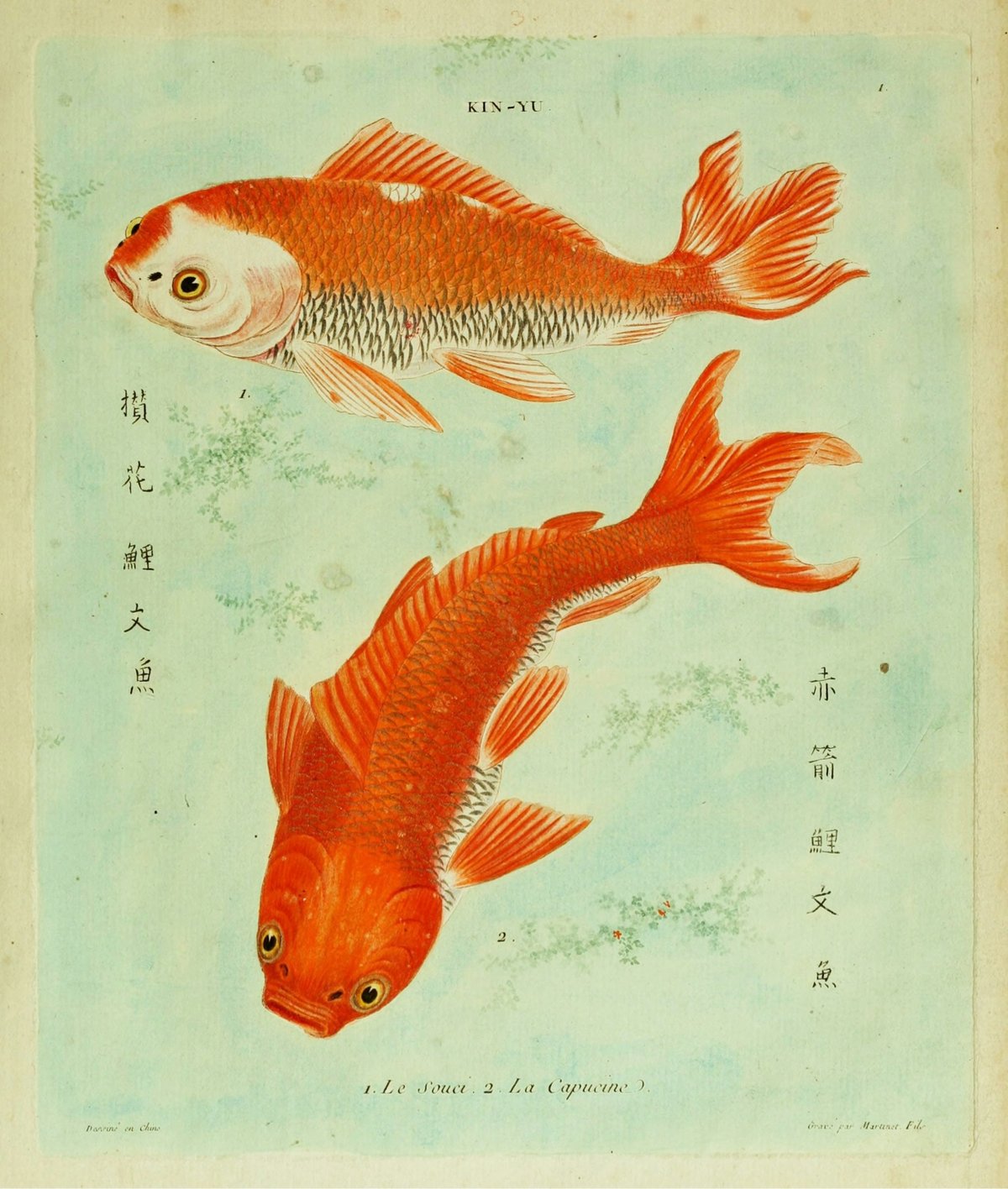 illustration of two bright orange goldfish over a pale green background