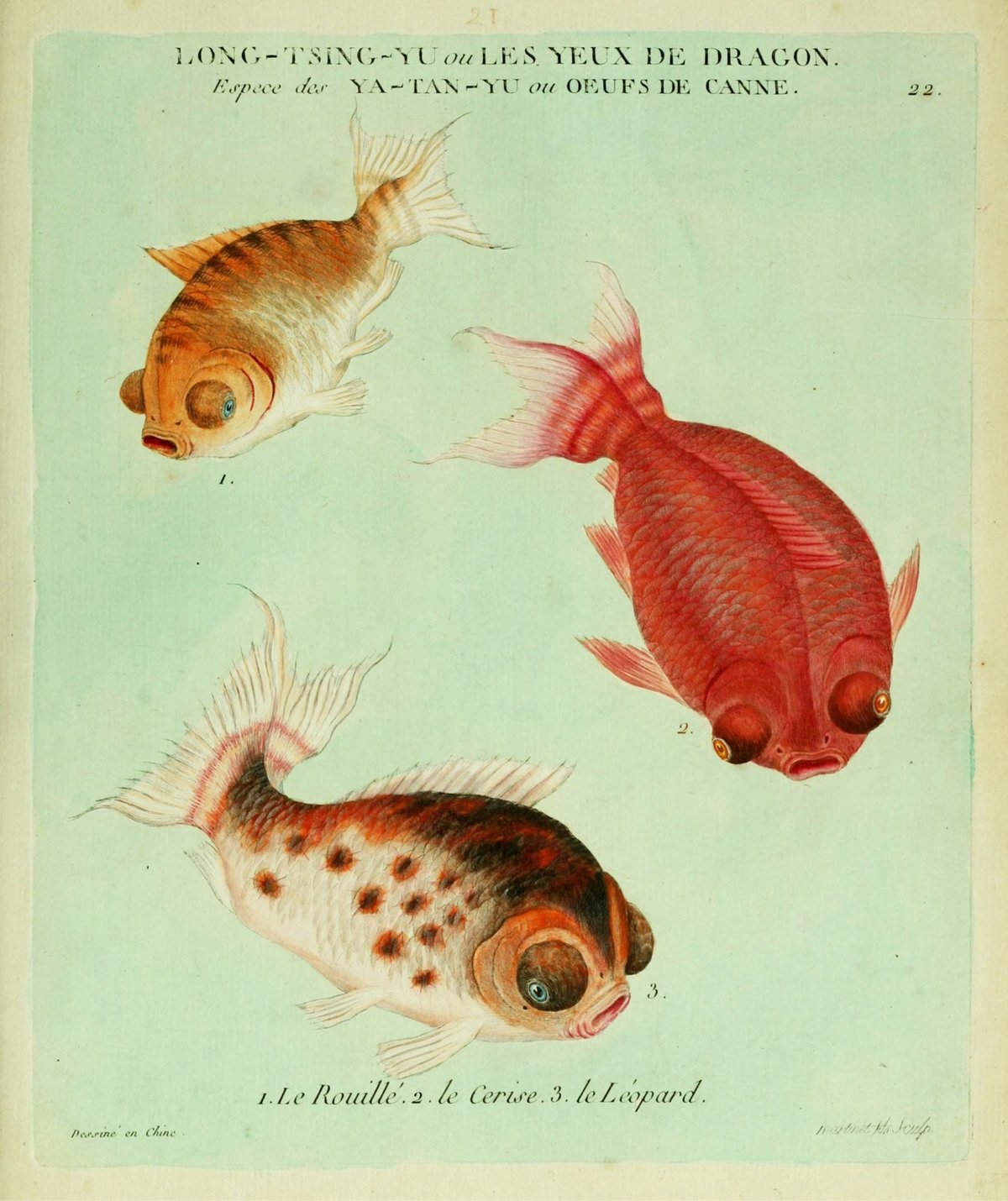 illustration of three goldfish over a pale green background