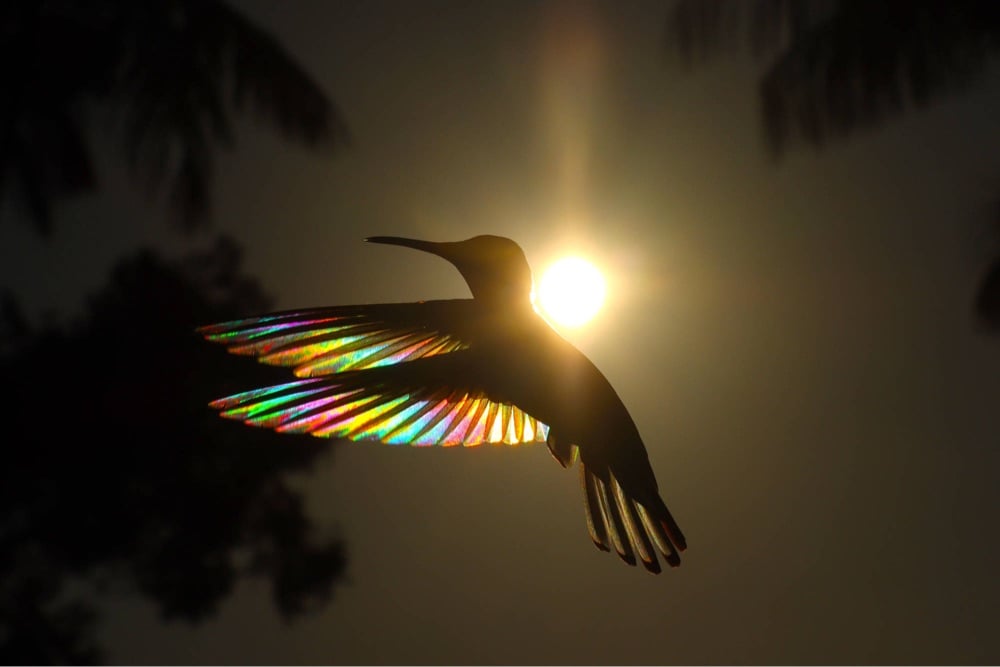 a hummingbird hovers in front of the sun, it's wings lit up like rainbows