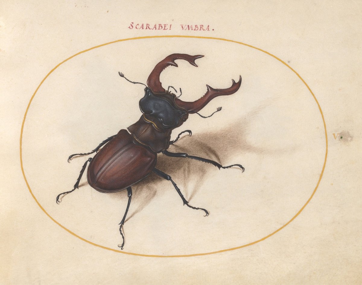 a detailed painting of a stag beetle