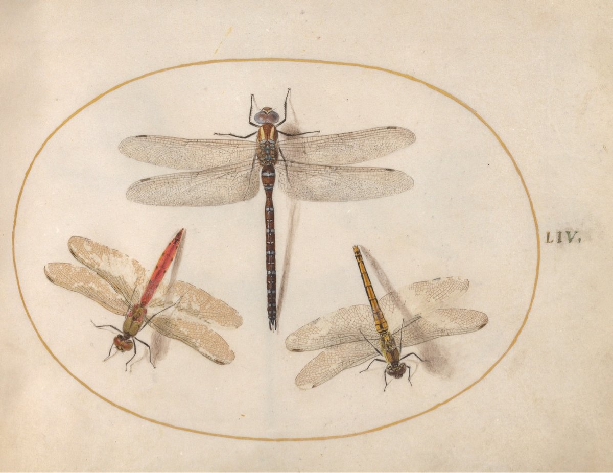 a detailed painting of three dragonflies