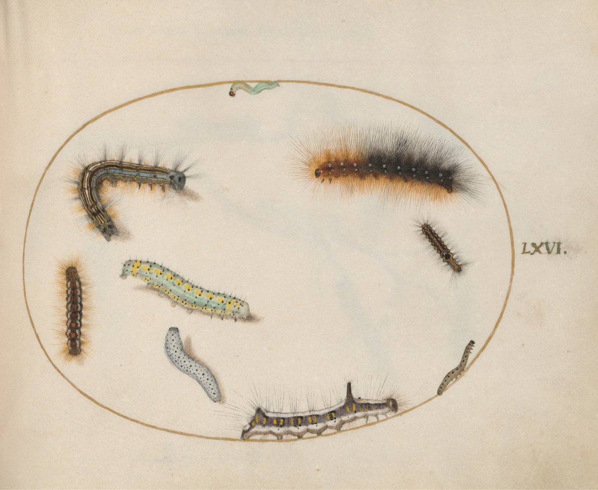 a detailed painting of several caterpillars