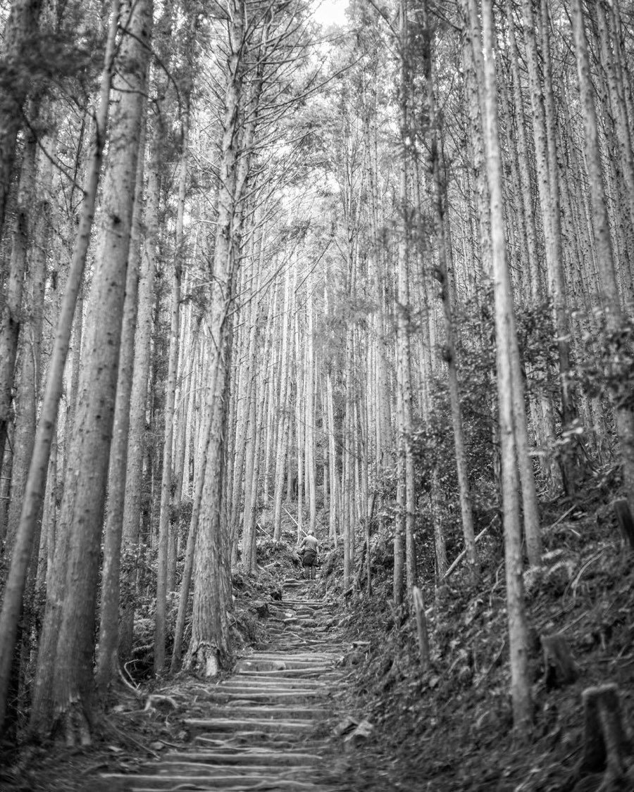 black and white photo of a skinny path snaking through tall trees