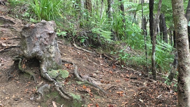 The stump that didn't die