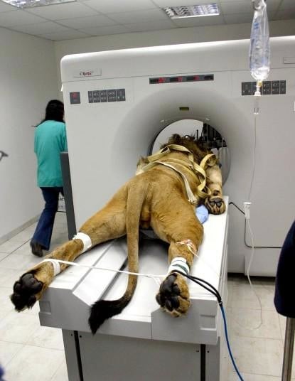 lion-cat-scan.jpg