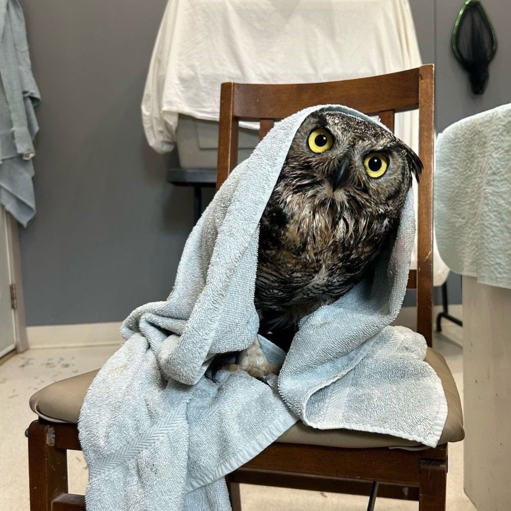 an owl wrapped in a towel