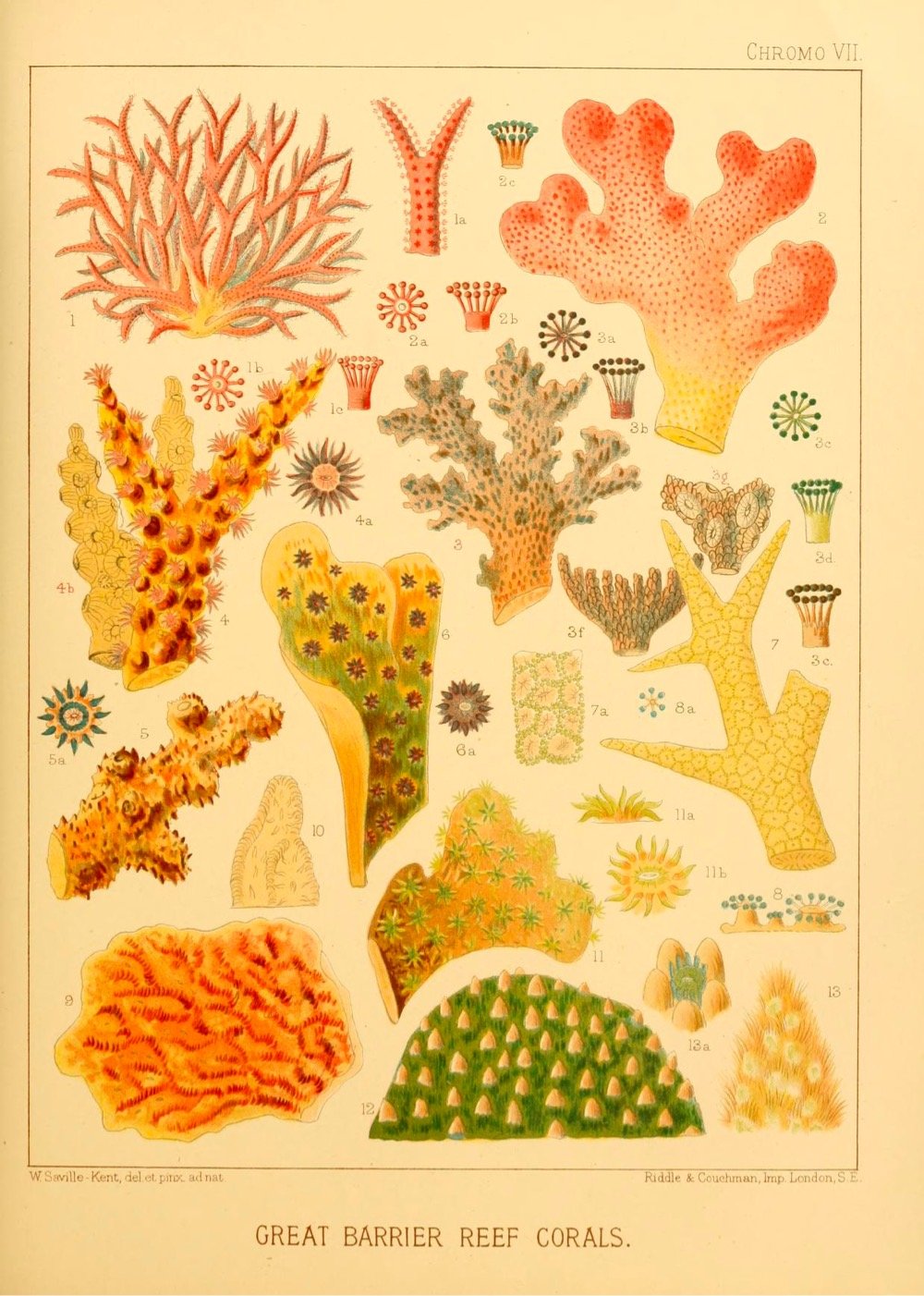 Great Barrier Reef corals