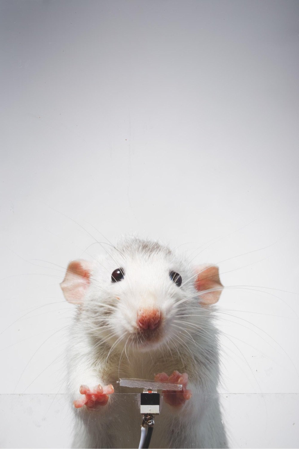 a white rat taking a photo of itself