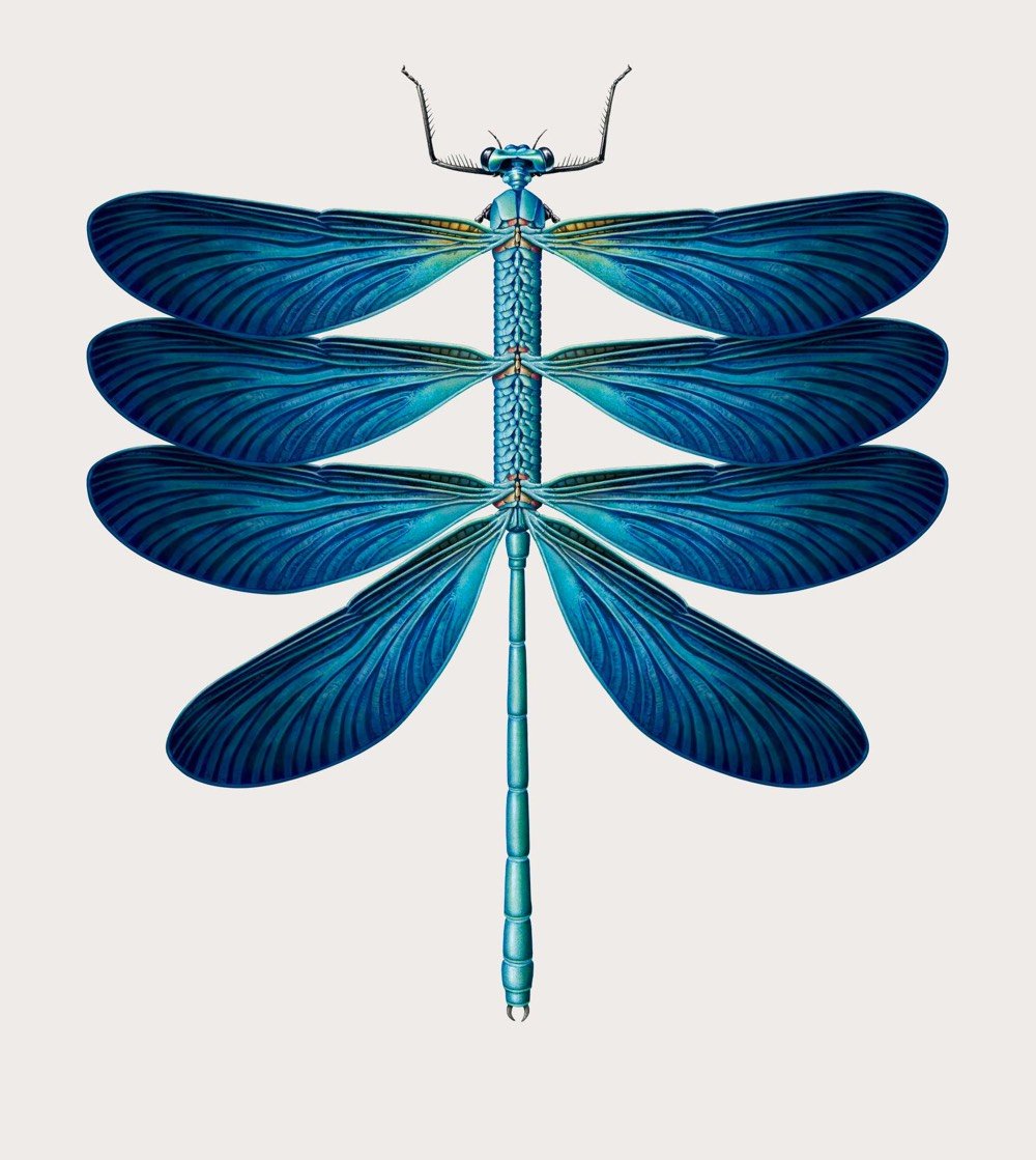 Study Creative Specimens