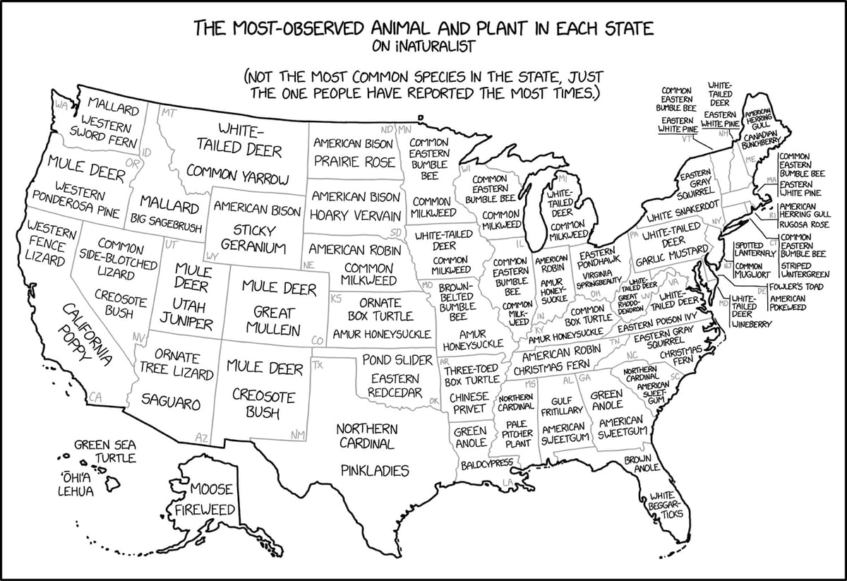 a hand-drawn map of the US labeled with tthe most observed plant and animal for all 50 US states as reported by iNaturalist users