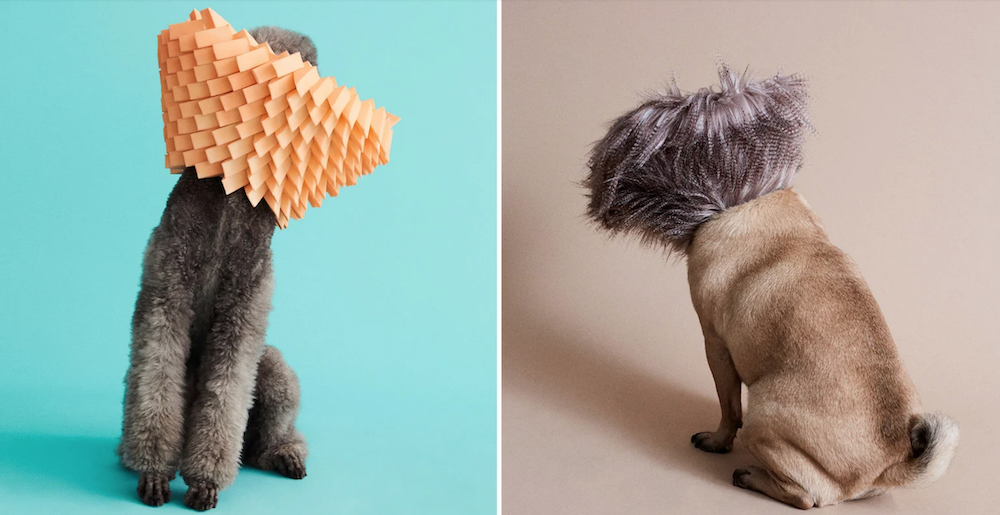 cone-of-shame-dog-portraits-jolie-bits.png