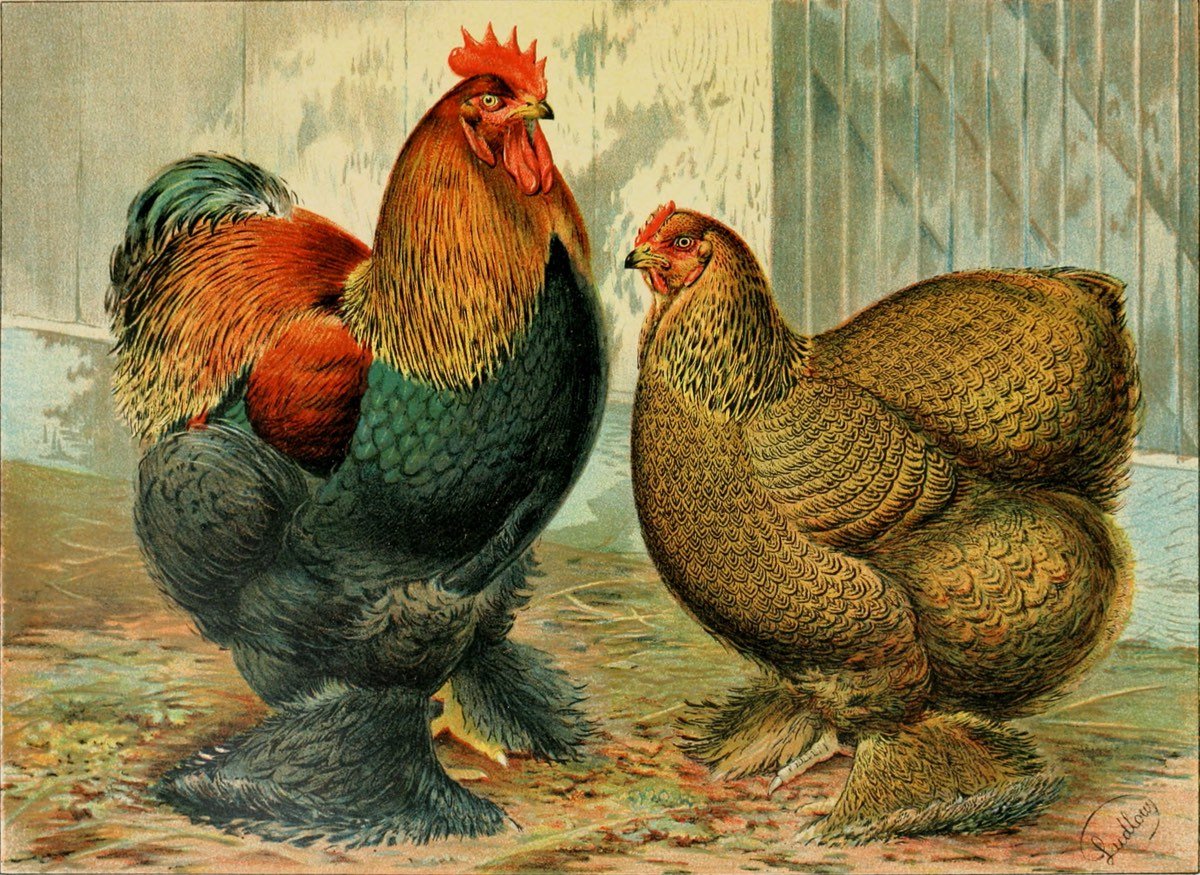 Illustrated Poultry