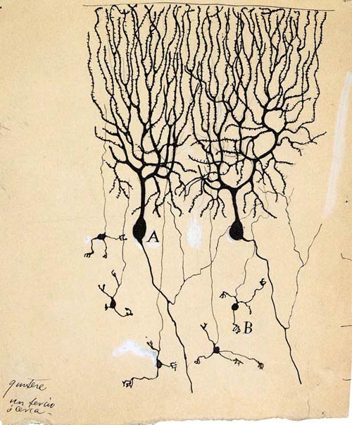 1899 neurons